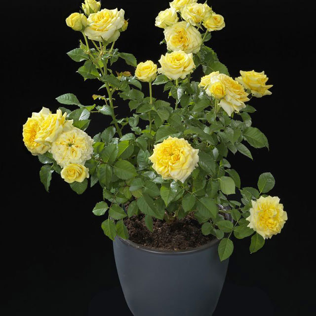 Mini Rose Rosa Terrazza Golden Fine Webbing
