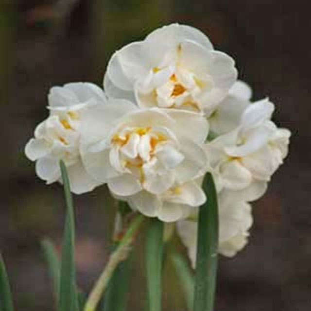 Narcissus Bridal Crown