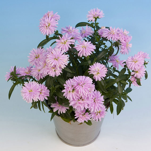 Chrysanthemum Sunrise Courtney Fine Webbing