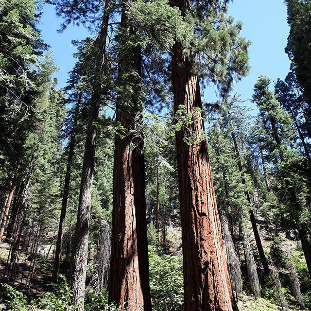 Sequoiadendron giganteum