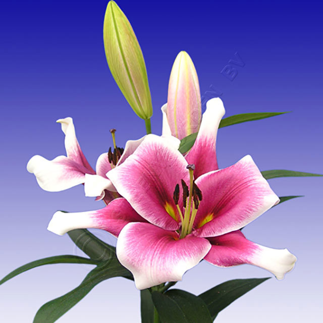 Lilium Forfour