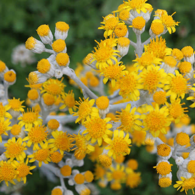 Senecio cineraria