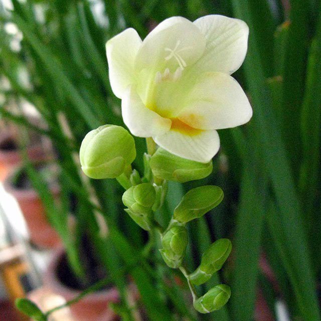 Freesia Fine Webbing