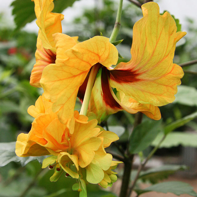 Hibiscus rosa-sinensis Firefall Yellow Fine Webbing