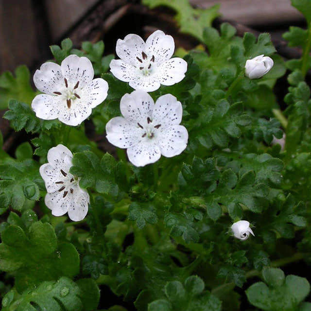 Nemophila menziesii