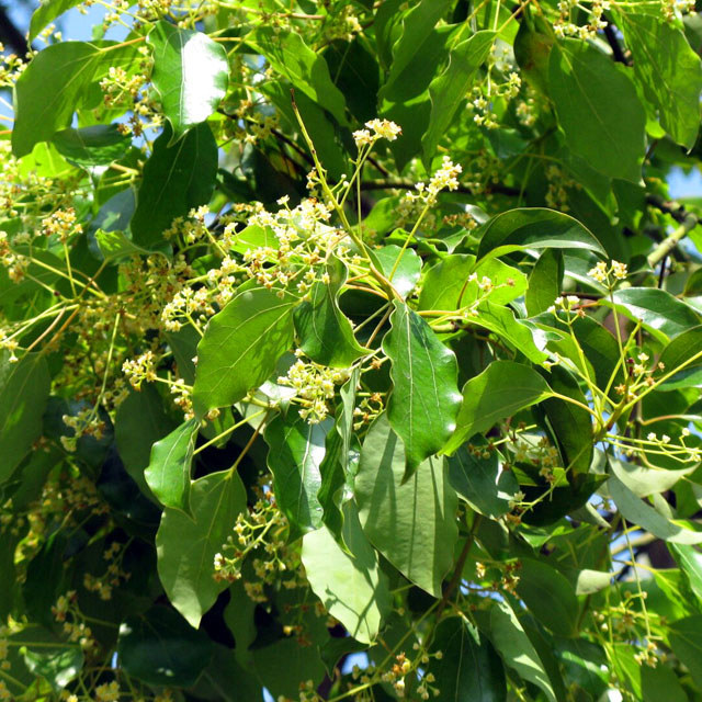 Cinnamomum bodinieri