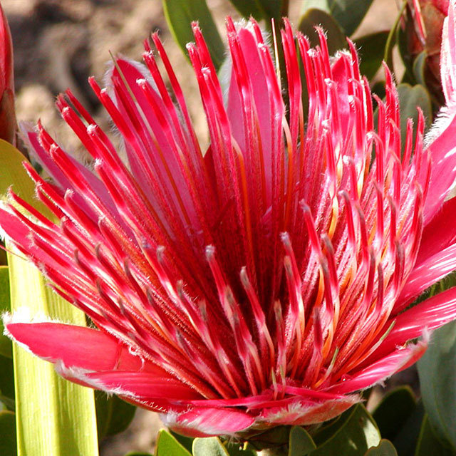 Protea Ivy