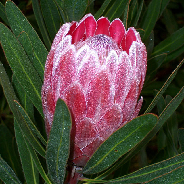 Protea Pink Ice
