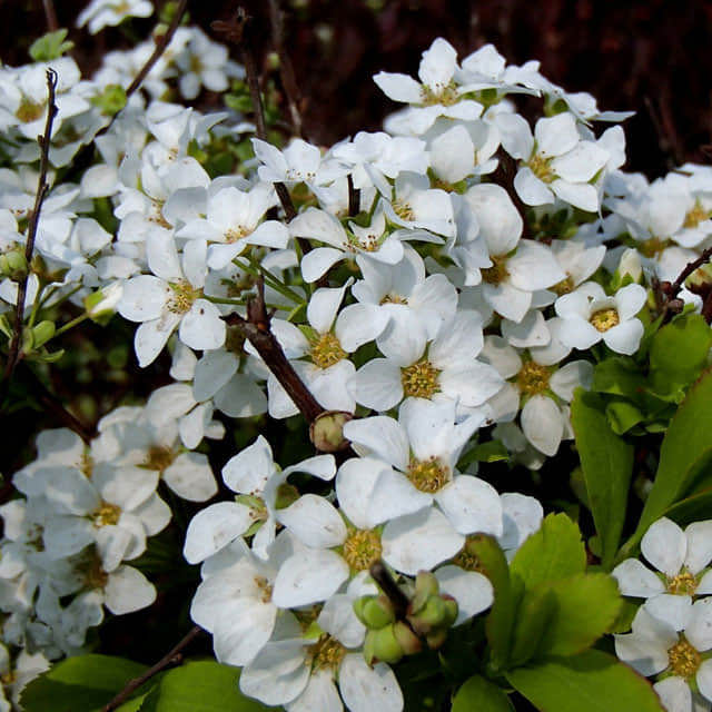 Spiraea thunbergii