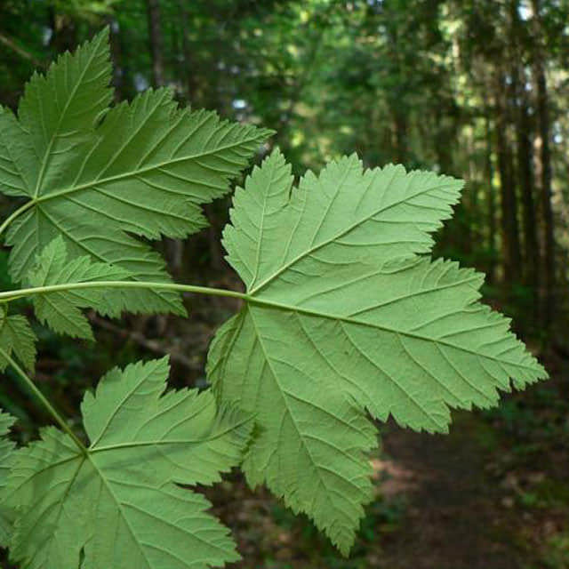 Acer circinatum