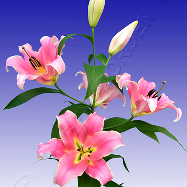 Lilium