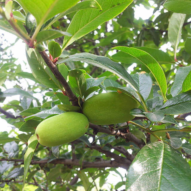 Carica papaya