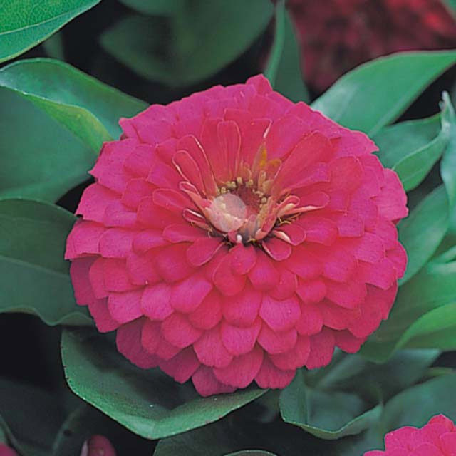 Zinnia Dreamland F1 Rose White Cottony Spots