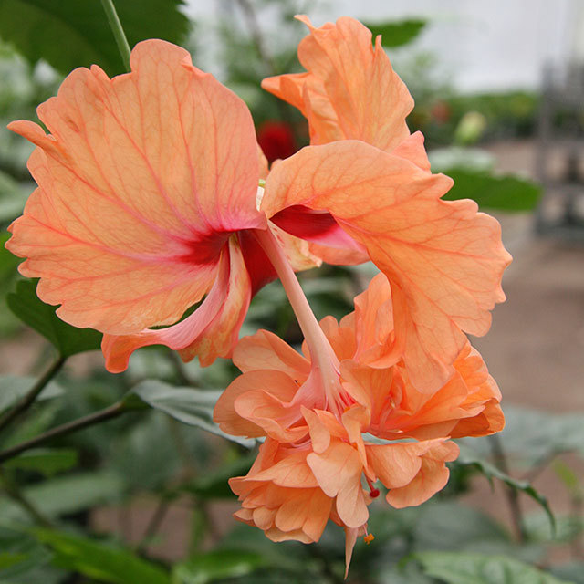 Hibiscus rosa sinensis Firefall Orange Brown Leaf Tips