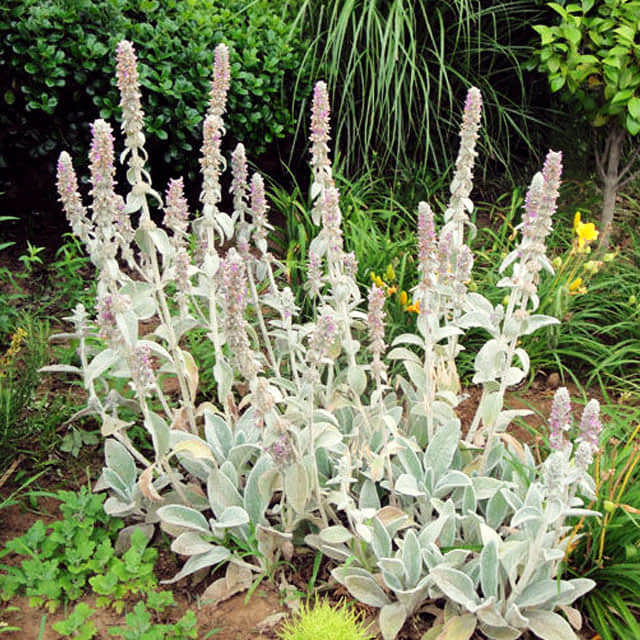 Stachys byzantina Brown Leaf Tips