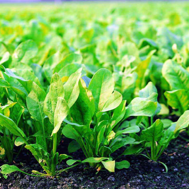 Spinacia oleracea White Powder