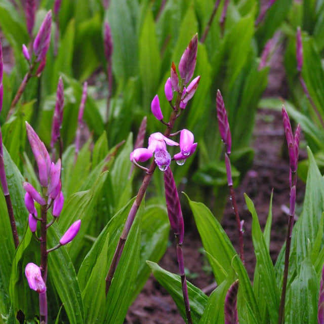 Bletilla striata