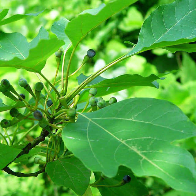 Sassafras albidum