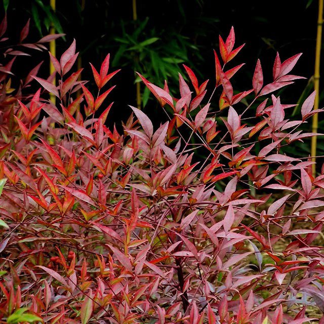 Nandina domestica Sudden Leaf Drop