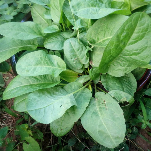 Rumex acetosa