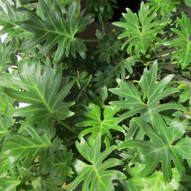 Philodendron Xanadu Fine Webbing