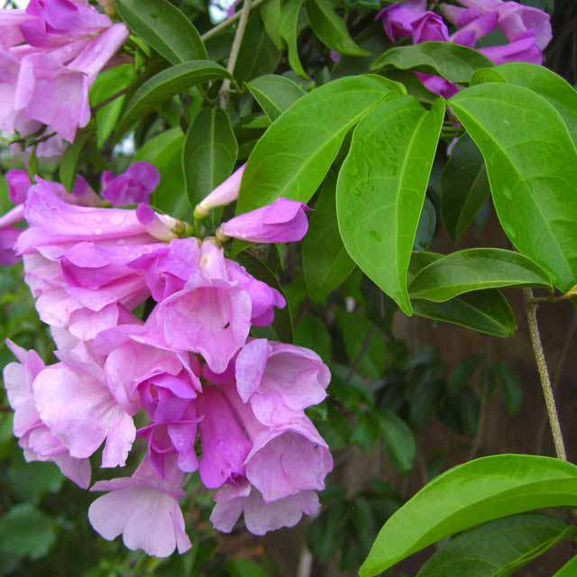 Mansoa alliacea