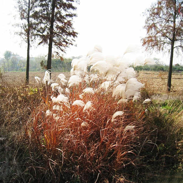 Miscanthus sacchariflorus