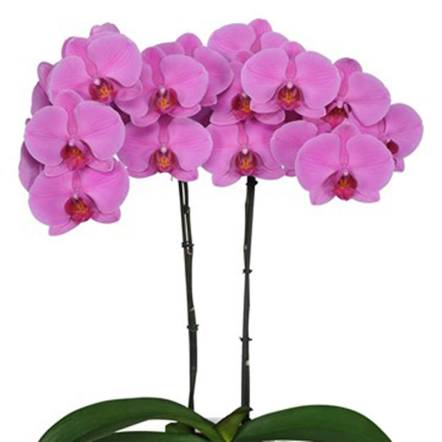 Phalaenopsis Chanu White Powder