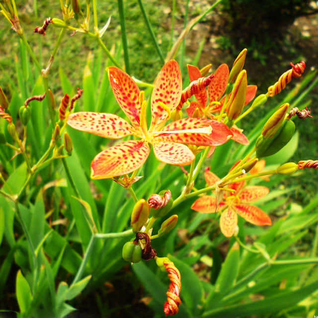 Iris domestica