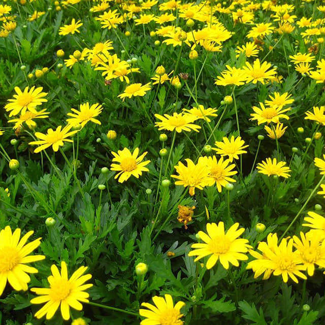 Argyranthemum frutescens