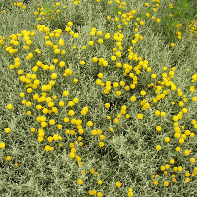 Santolina chamaecyparissus