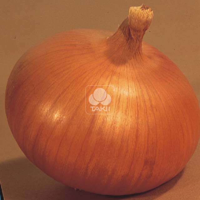Onion Keep Well F1 Brown Leaf Tips