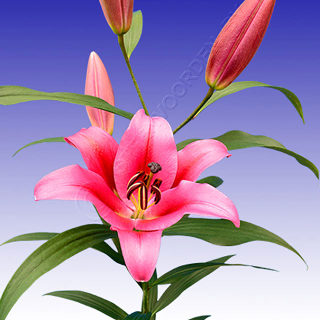 Lilium Esta Bonita Fine Webbing