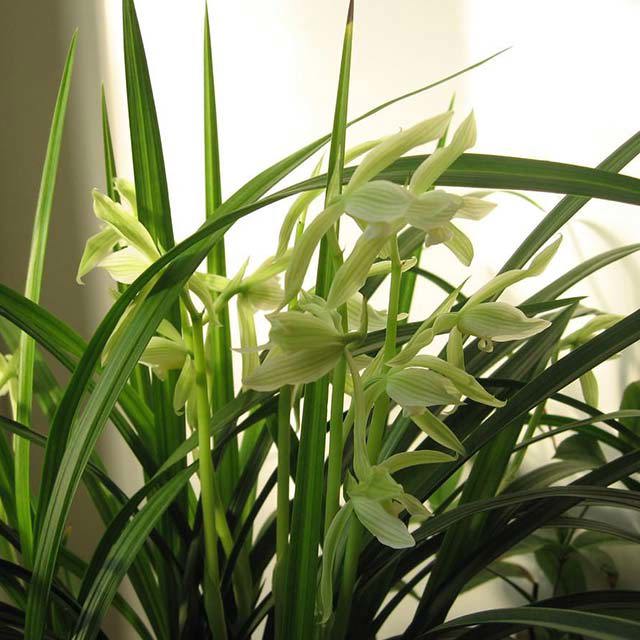 Cymbidium goeringii longibracteatum