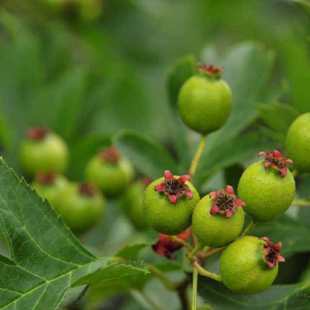 Crataegus viridis Winter King