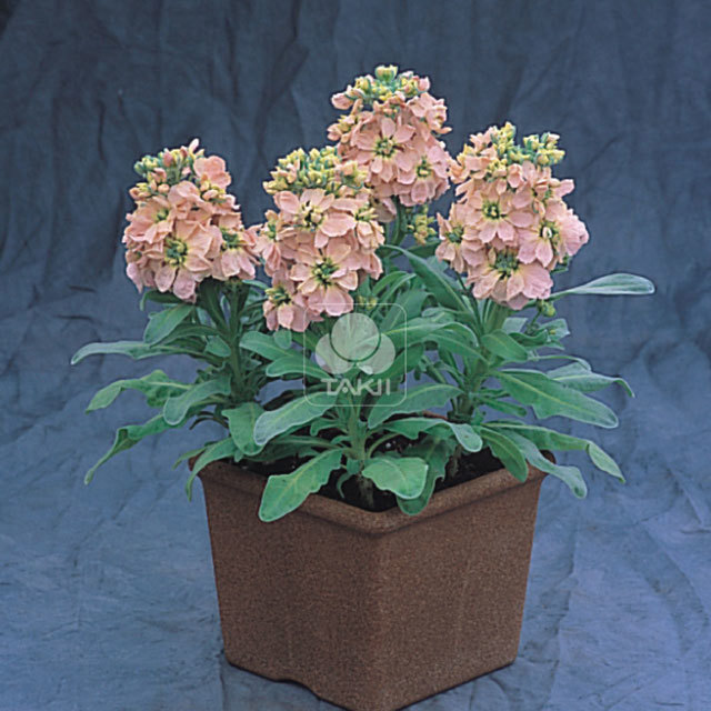 Matthiola incana Cinderella Champagne