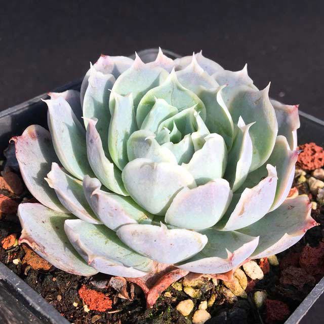 Echeveria simulans Ascension Sudden Leaf Drop