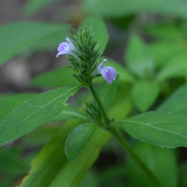 Rostellaria procumbens