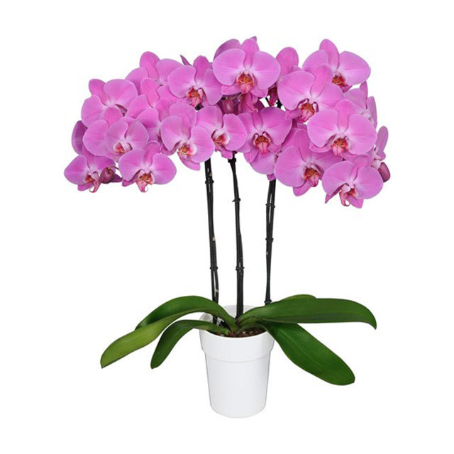 Phalaenopsis Pusan