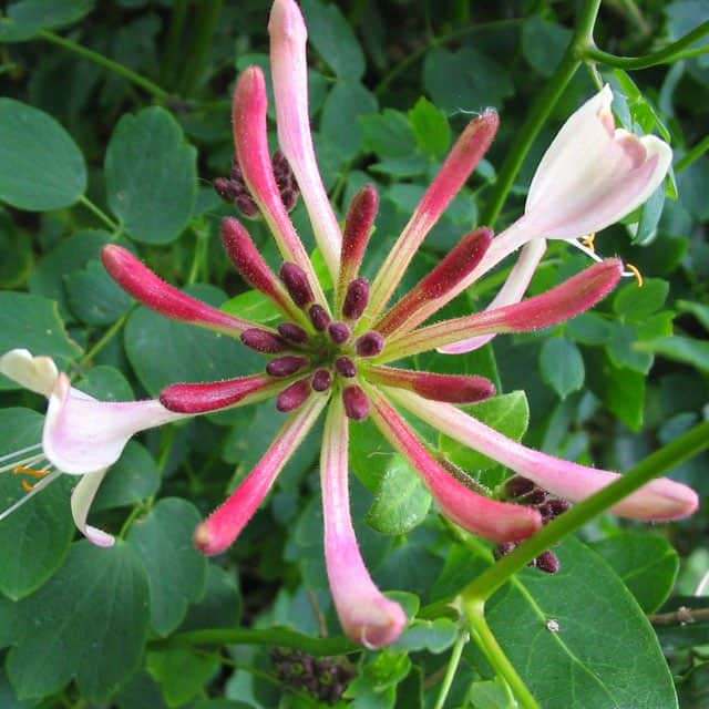 Lonicera periclymenum