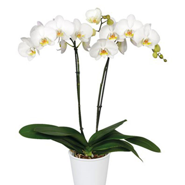 Phalaenopsis Bristol White Powder