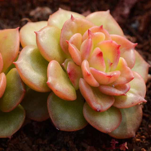 Echeveria Rolly Leggy Stems