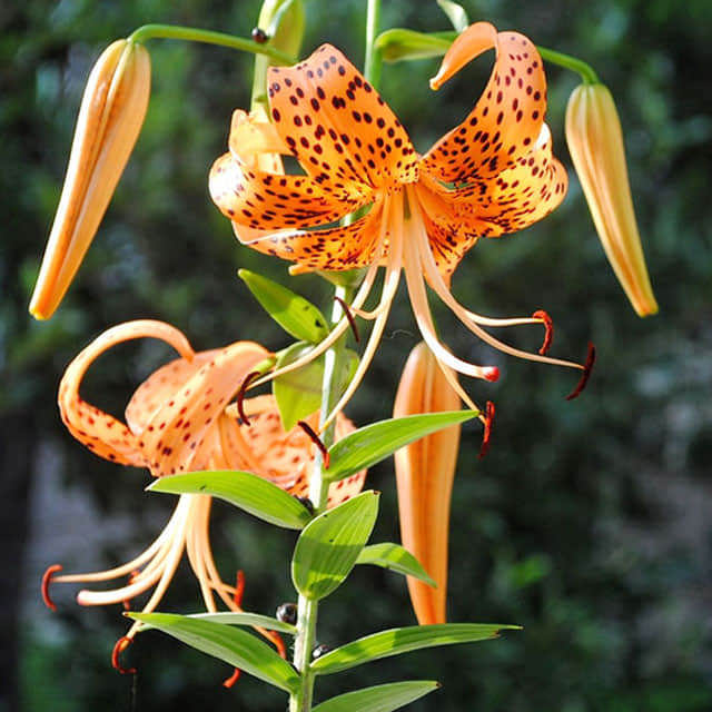 Lilium lancifolium Foglie gialle