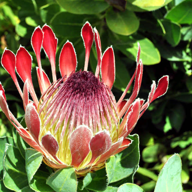 Protea eximia