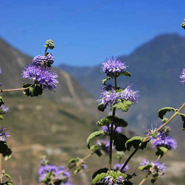Caryopteris incana
