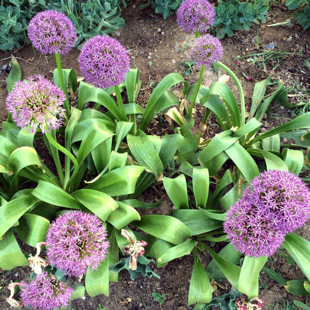 Allium giganteum