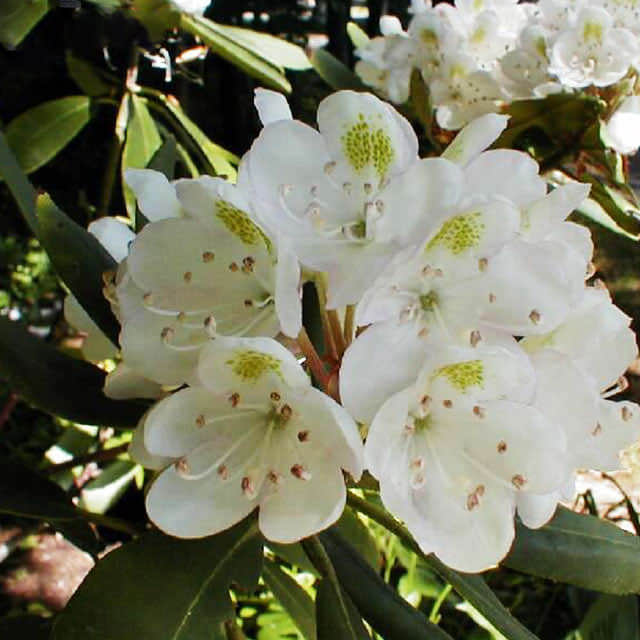 Rhododendron maximum Sticky Leaves