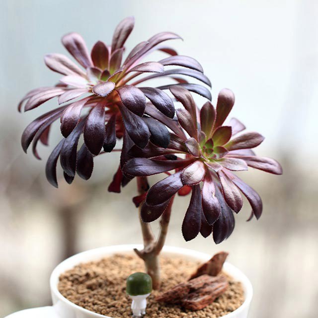 Aeonium arboreum Atropurpureum
