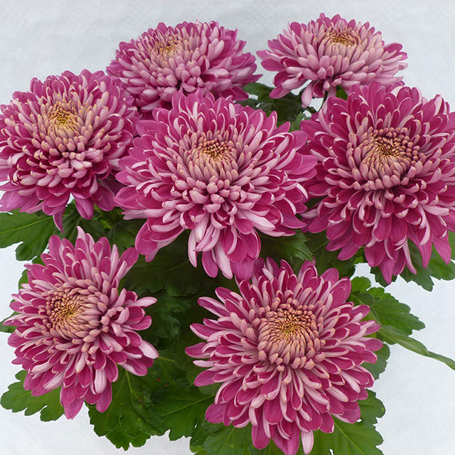 Chrysanthemum Arobas White Powder