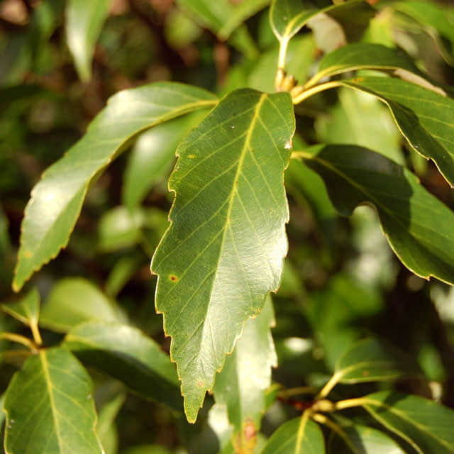 Quercus glauca